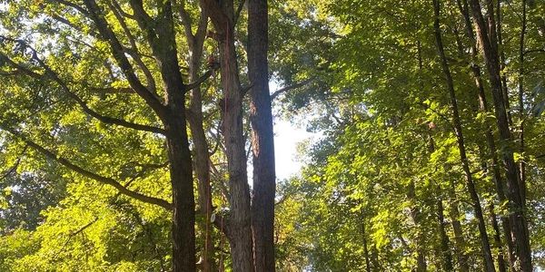 Hubertus Group | Atlanta and Alabama Tree pros